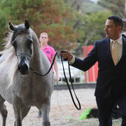 AUSTRALIAN ARABIAN NATIONAL CHAMPIONSHIPS - 2019 - HIGHLIGHTS