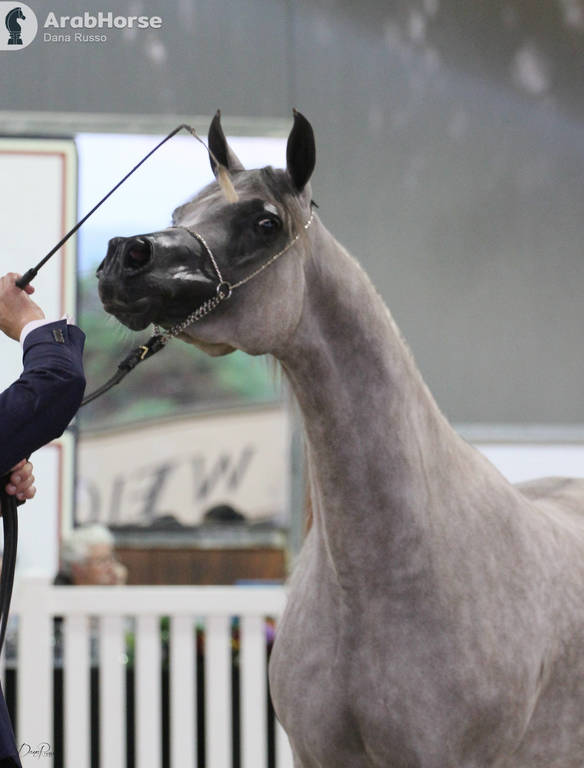 AUSTRALIAN ARABIAN NATIONAL CHAMPIONSHIPS - 2019 - HIGHLIGHTS