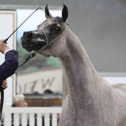 AUSTRALIAN ARABIAN NATIONAL CHAMPIONSHIPS - 2019 - HIGHLIGHTS