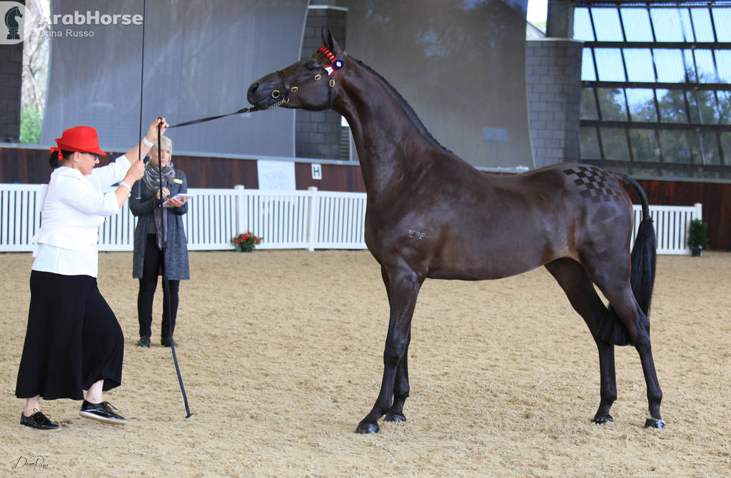 AUSTRALIAN ARABIAN NATIONAL CHAMPIONSHIPS - 2019 - HIGHLIGHTS