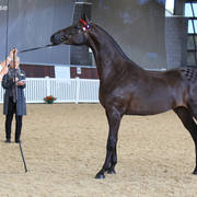 AUSTRALIAN ARABIAN NATIONAL CHAMPIONSHIPS - 2019 - HIGHLIGHTS
