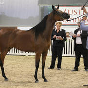 AUSTRALIAN ARABIAN NATIONAL CHAMPIONSHIPS - 2019 - HIGHLIGHTS
