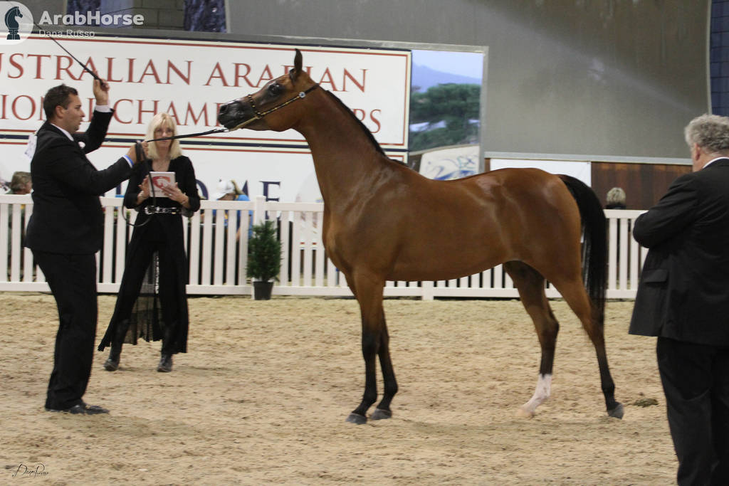 AUSTRALIAN ARABIAN NATIONAL CHAMPIONSHIPS - 2019 - HIGHLIGHTS