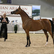 AUSTRALIAN ARABIAN NATIONAL CHAMPIONSHIPS - 2019 - HIGHLIGHTS