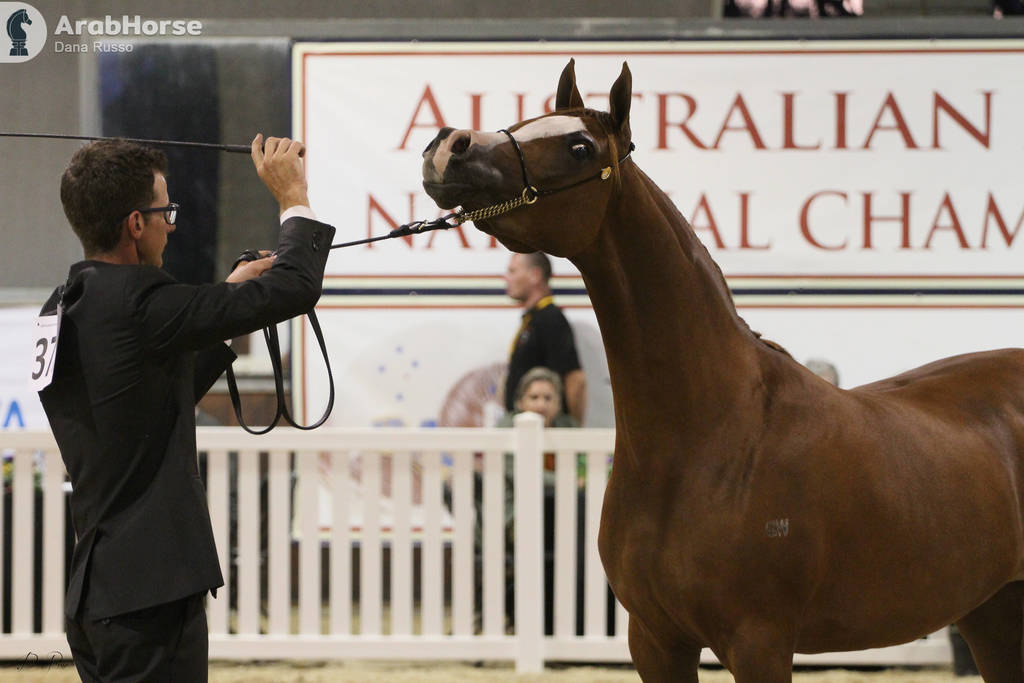 AUSTRALIAN ARABIAN NATIONAL CHAMPIONSHIPS - 2019 - HIGHLIGHTS