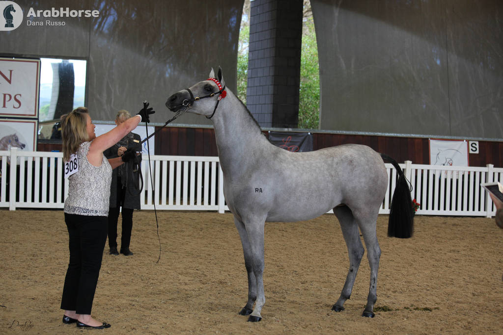 AUSTRALIAN ARABIAN NATIONAL CHAMPIONSHIPS - 2019 - HIGHLIGHTS