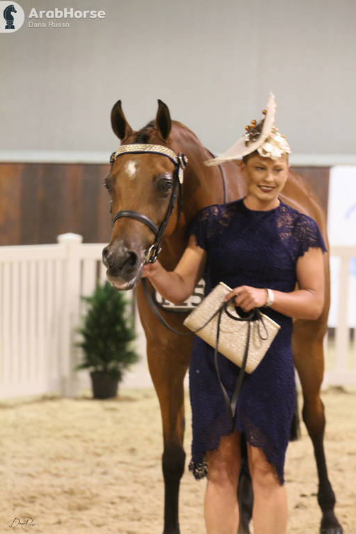 AUSTRALIAN ARABIAN NATIONAL CHAMPIONSHIPS - 2019 - HIGHLIGHTS