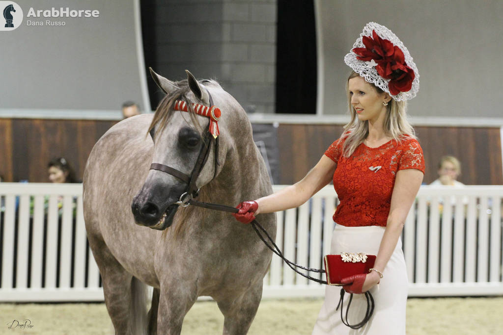 AUSTRALIAN ARABIAN NATIONAL CHAMPIONSHIPS - 2019 - HIGHLIGHTS