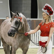 AUSTRALIAN ARABIAN NATIONAL CHAMPIONSHIPS - 2019 - HIGHLIGHTS