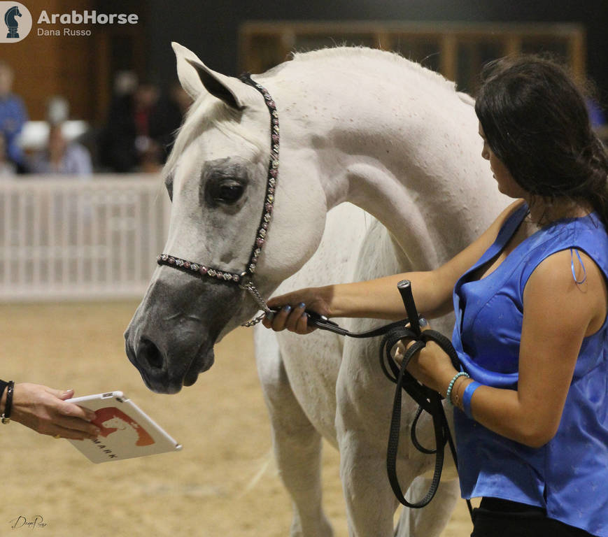 AUSTRALIAN ARABIAN NATIONAL CHAMPIONSHIPS - 2019 - HIGHLIGHTS
