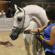 AUSTRALIAN ARABIAN NATIONAL CHAMPIONSHIPS - 2019 - HIGHLIGHTS