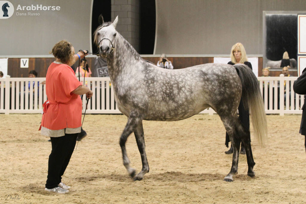 AUSTRALIAN ARABIAN NATIONAL CHAMPIONSHIPS - 2019 - HIGHLIGHTS