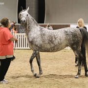 AUSTRALIAN ARABIAN NATIONAL CHAMPIONSHIPS - 2019 - HIGHLIGHTS