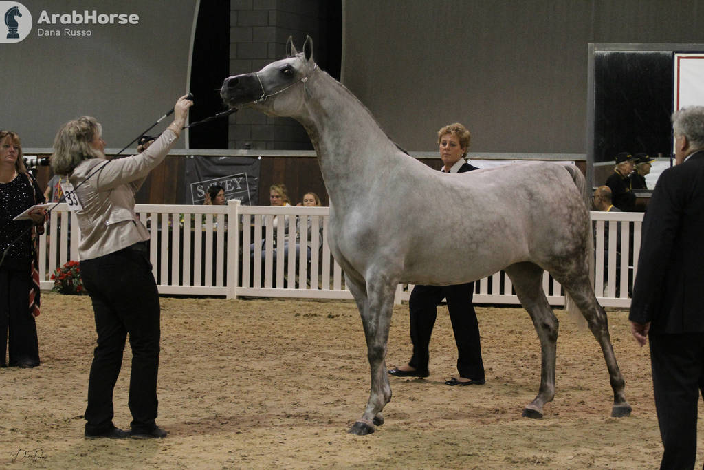 AUSTRALIAN ARABIAN NATIONAL CHAMPIONSHIPS - 2019 - HIGHLIGHTS