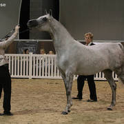 AUSTRALIAN ARABIAN NATIONAL CHAMPIONSHIPS - 2019 - HIGHLIGHTS