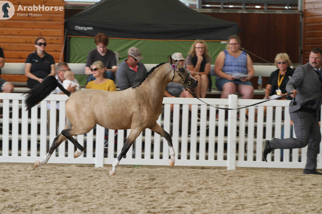 AUSTRALIAN ARABIAN NATIONAL CHAMPIONSHIPS - 2019 - HIGHLIGHTS