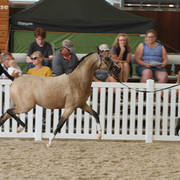 AUSTRALIAN ARABIAN NATIONAL CHAMPIONSHIPS - 2019 - HIGHLIGHTS
