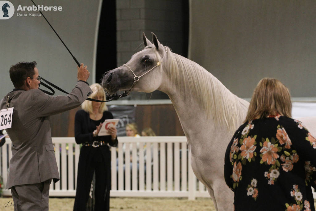 AUSTRALIAN ARABIAN NATIONAL CHAMPIONSHIPS - 2019 - HIGHLIGHTS