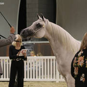 AUSTRALIAN ARABIAN NATIONAL CHAMPIONSHIPS - 2019 - HIGHLIGHTS