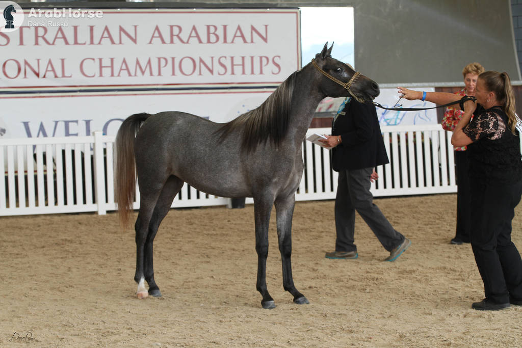 AUSTRALIAN ARABIAN NATIONAL CHAMPIONSHIPS - 2019 - HIGHLIGHTS