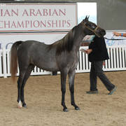 AUSTRALIAN ARABIAN NATIONAL CHAMPIONSHIPS - 2019 - HIGHLIGHTS