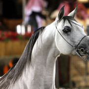 2008 The Al Khalediah Arabian Horse Show 