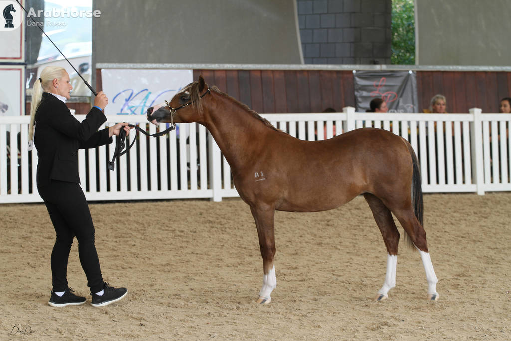 AUSTRALIAN ARABIAN NATIONAL CHAMPIONSHIPS - 2019 - HIGHLIGHTS
