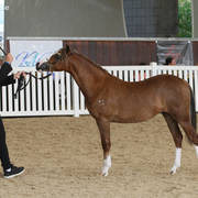 AUSTRALIAN ARABIAN NATIONAL CHAMPIONSHIPS - 2019 - HIGHLIGHTS