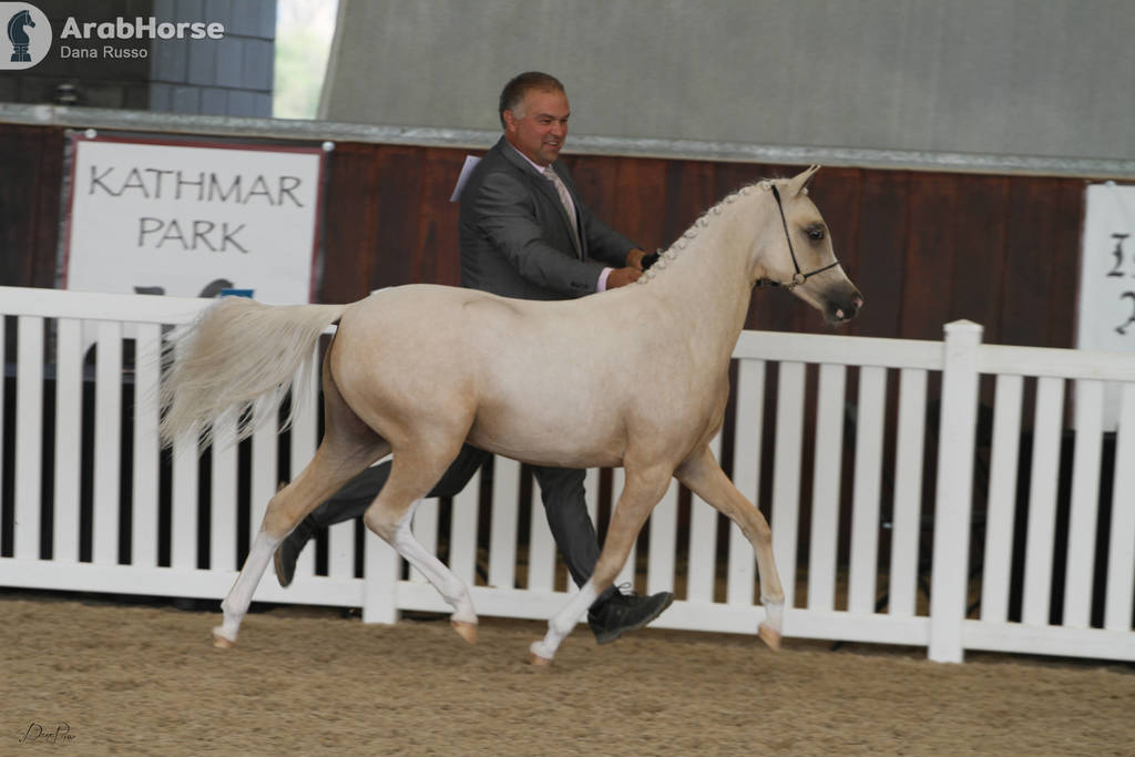AUSTRALIAN ARABIAN NATIONAL CHAMPIONSHIPS - 2019 - HIGHLIGHTS