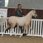 AUSTRALIAN ARABIAN NATIONAL CHAMPIONSHIPS - 2019 - HIGHLIGHTS
