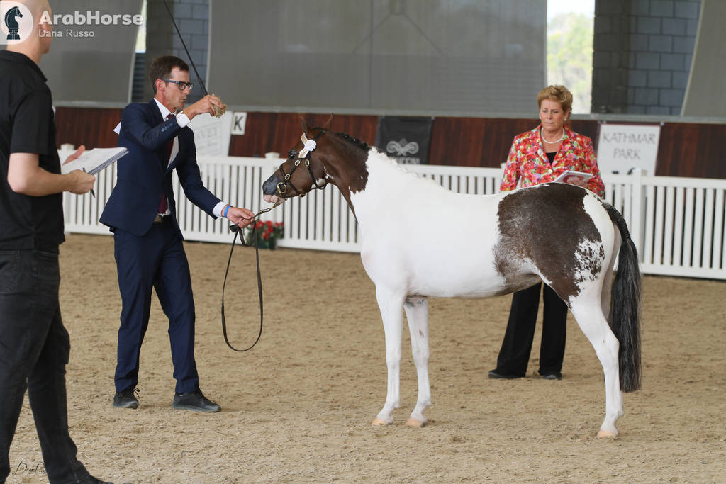 AUSTRALIAN ARABIAN NATIONAL CHAMPIONSHIPS - 2019 - HIGHLIGHTS