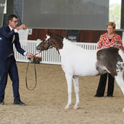 AUSTRALIAN ARABIAN NATIONAL CHAMPIONSHIPS - 2019 - HIGHLIGHTS