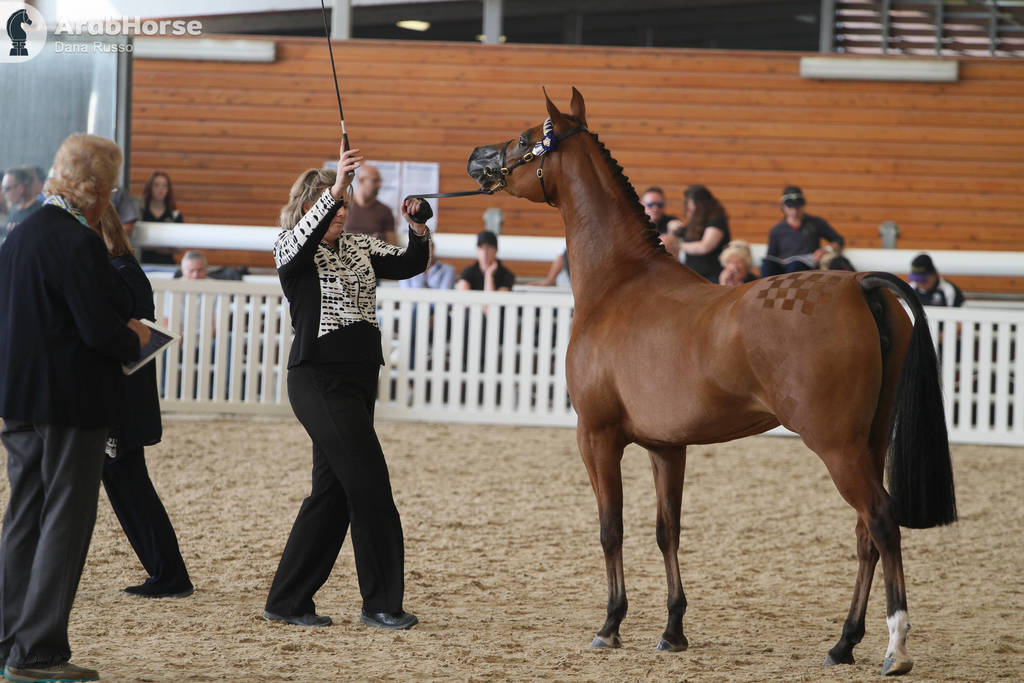 AUSTRALIAN ARABIAN NATIONAL CHAMPIONSHIPS - 2019 - HIGHLIGHTS