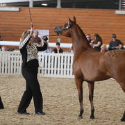 AUSTRALIAN ARABIAN NATIONAL CHAMPIONSHIPS - 2019 - HIGHLIGHTS