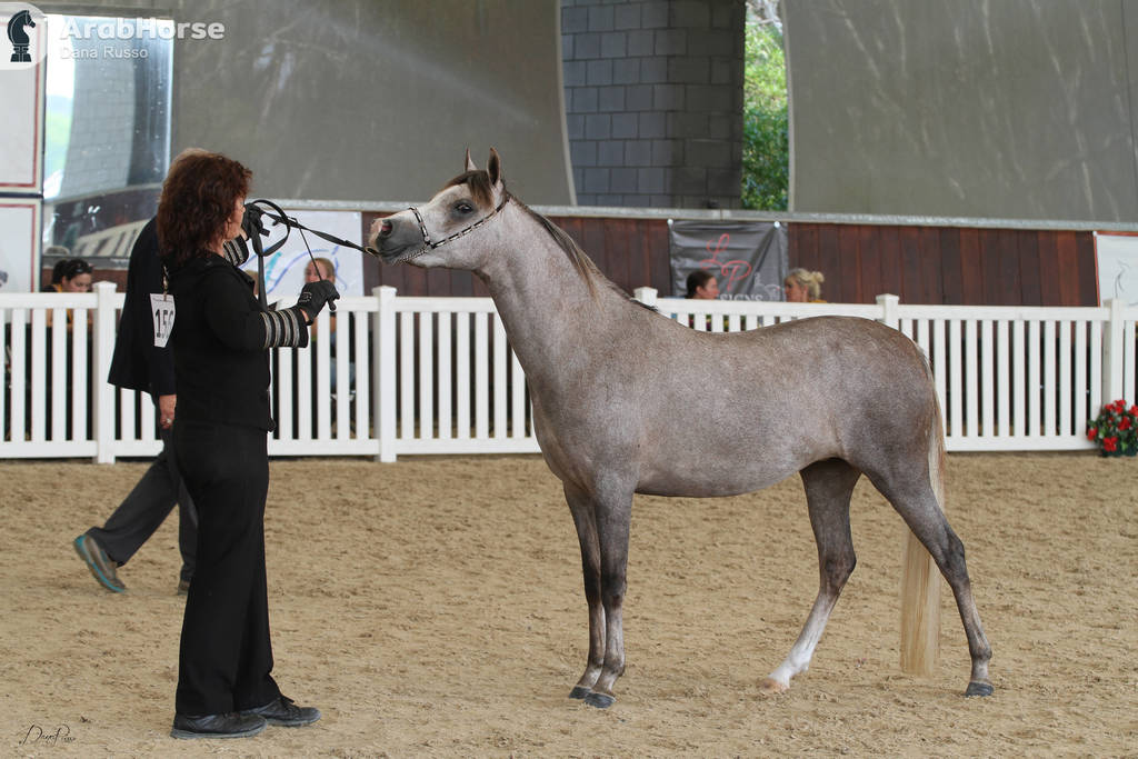 AUSTRALIAN ARABIAN NATIONAL CHAMPIONSHIPS - 2019 - HIGHLIGHTS