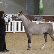 AUSTRALIAN ARABIAN NATIONAL CHAMPIONSHIPS - 2019 - HIGHLIGHTS