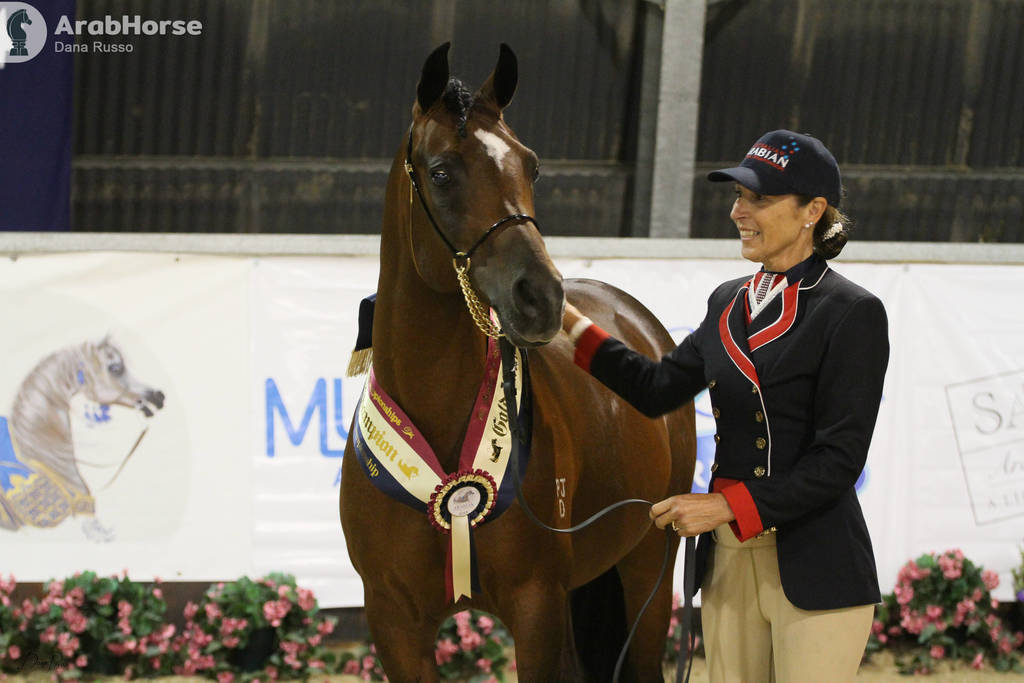 AUSTRALIAN ARABIAN NATIONAL CHAMPIONSHIPS - 2019 - HIGHLIGHTS