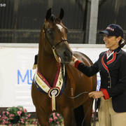 AUSTRALIAN ARABIAN NATIONAL CHAMPIONSHIPS - 2019 - HIGHLIGHTS