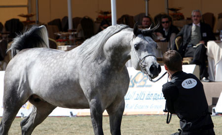 2008 The Al Khalediah Arabian Horse Show 