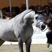 2008 The Al Khalediah Arabian Horse Show 