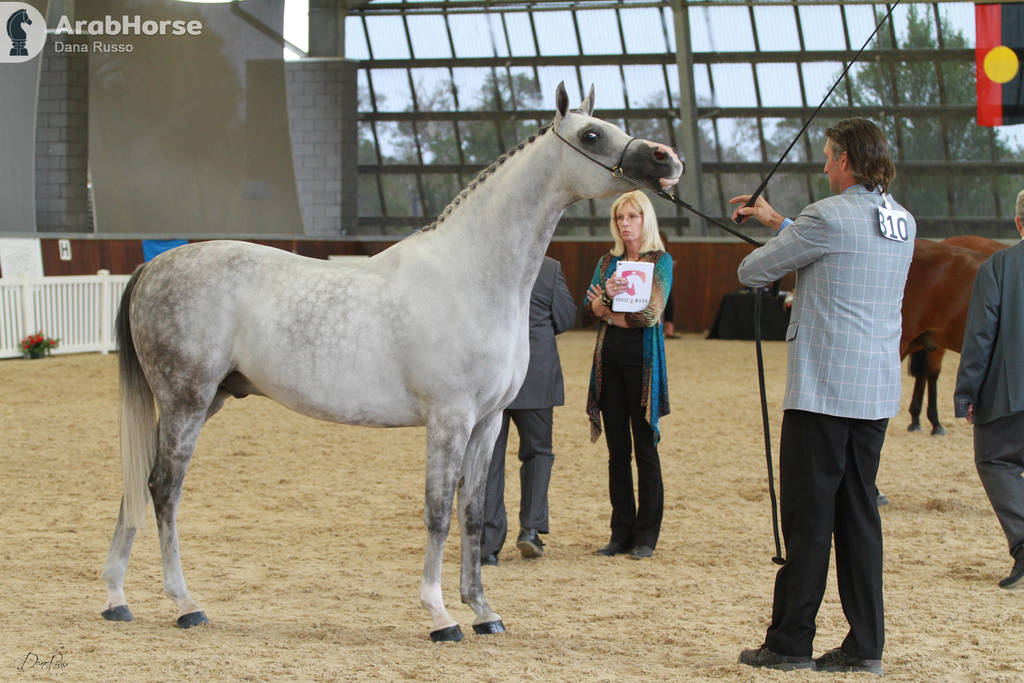 AUSTRALIAN ARABIAN NATIONAL CHAMPIONSHIPS - 2019 - HIGHLIGHTS