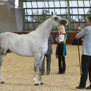 AUSTRALIAN ARABIAN NATIONAL CHAMPIONSHIPS - 2019 - HIGHLIGHTS