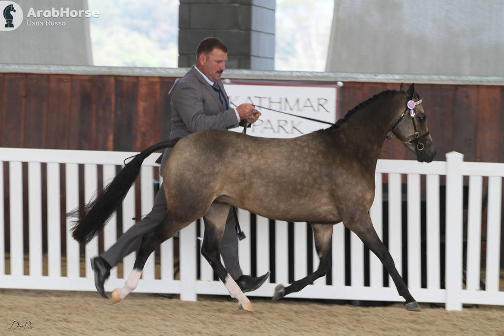 AUSTRALIAN ARABIAN NATIONAL CHAMPIONSHIPS - 2019 - HIGHLIGHTS