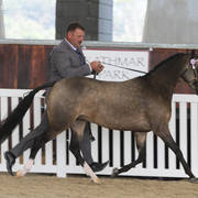 AUSTRALIAN ARABIAN NATIONAL CHAMPIONSHIPS - 2019 - HIGHLIGHTS