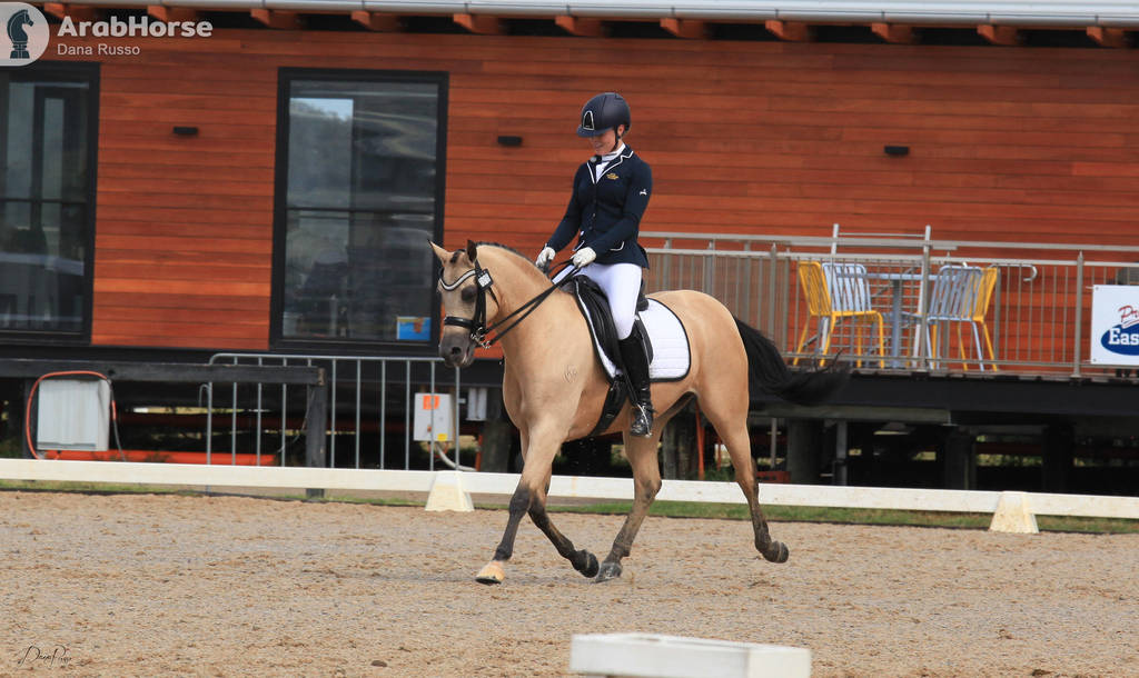 AUSTRALIAN ARABIAN NATIONAL CHAMPIONSHIPS - 2019 - HIGHLIGHTS