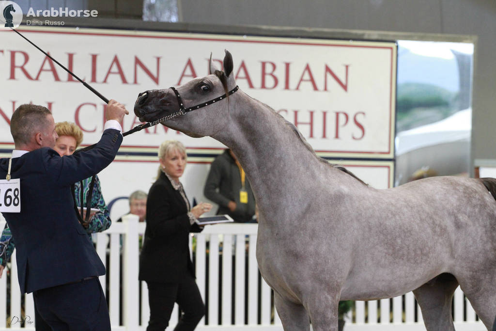AUSTRALIAN ARABIAN NATIONAL CHAMPIONSHIPS - 2019 - HIGHLIGHTS