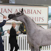 AUSTRALIAN ARABIAN NATIONAL CHAMPIONSHIPS - 2019 - HIGHLIGHTS