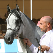 2008 The Al Khalediah Arabian Horse Show 