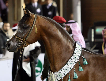 2008 The Al Khalediah Arabian Horse Show 