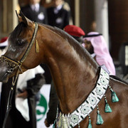 2008 The Al Khalediah Arabian Horse Show 